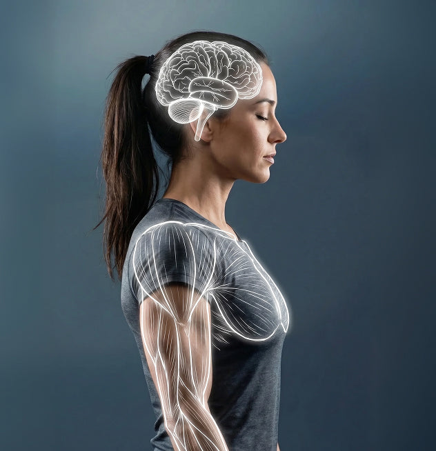 Estrogen Falls — And Your Cellular Energy Falls With It