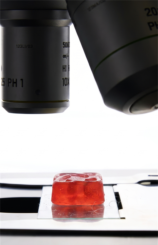 Arq8 gummy under a lab microscope